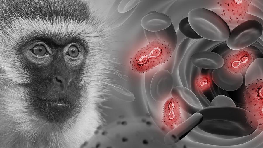 Hidalgo Texas inicia vacunación contra viruela del mono 
