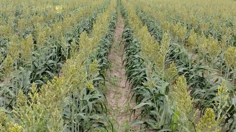 Abrirán convocatoria para dotar de semillas a productores de temporal