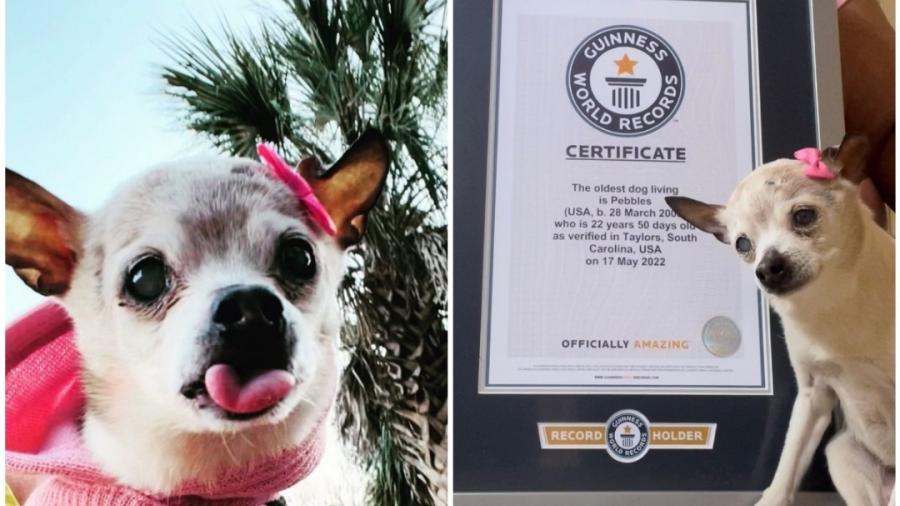 Perrita de 22 años gana récord guinness 