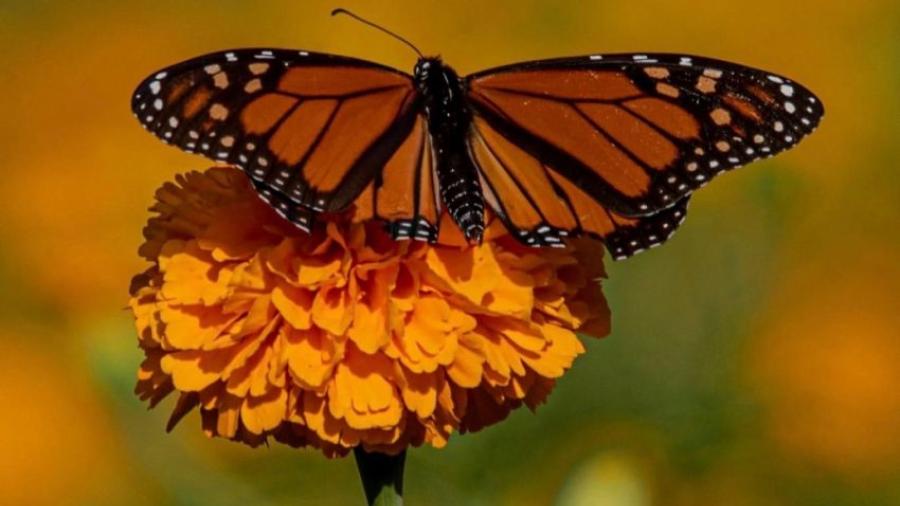 Impulsa Tamaulipas polinización en ruta de la mariposa monarca