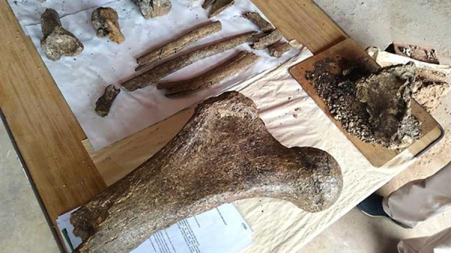 Encuentran en Perú fósiles de elefantes prehistóricos