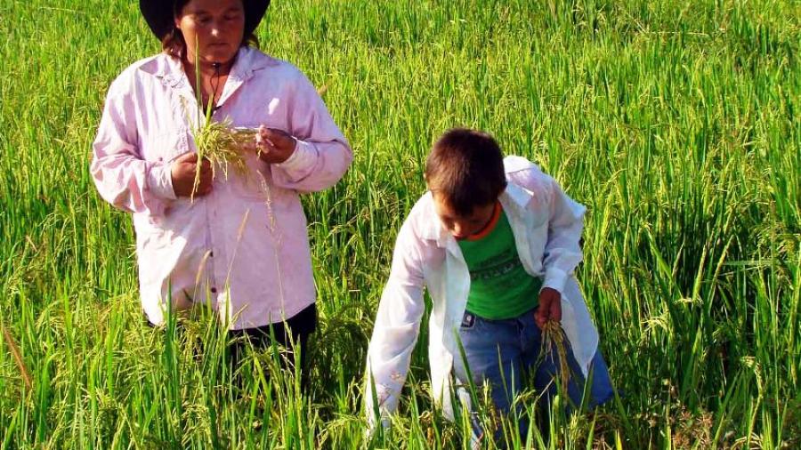 México abre la posibilidad para la importación de arroz paraguayo