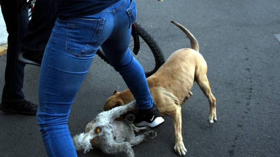 Proponen crear fiscalía para prevenir, investigar y combatir los delitos contra animales