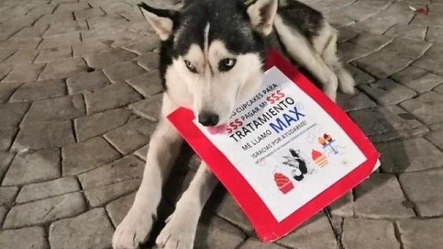 Muere Max, el perro que vendía junto con su dueña cupcakes para pagar su tratamiento