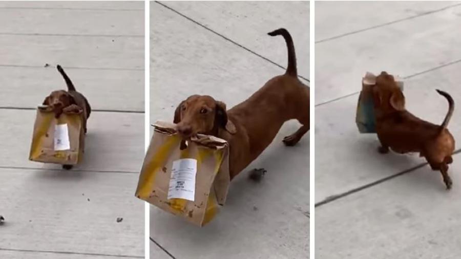 ¡El mejor amigo del hombre! Perrito sale en busca de comida para su dueña