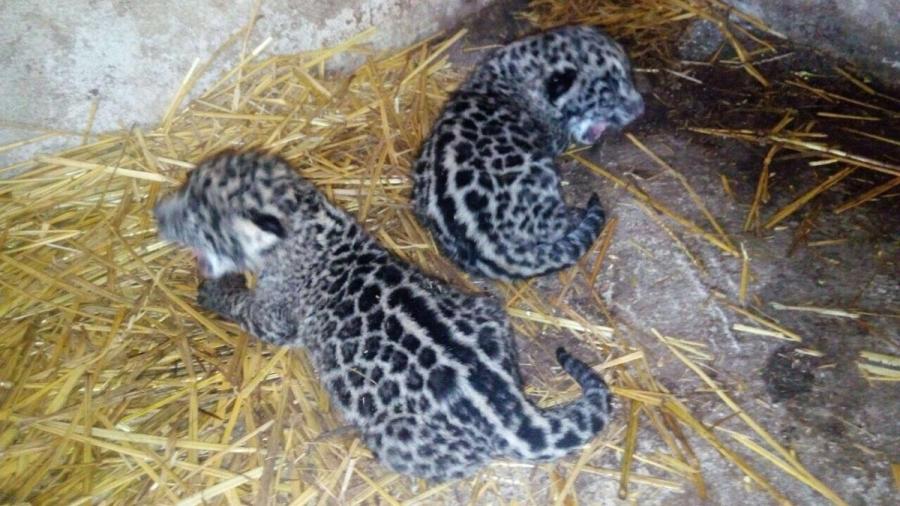 Constata Profepa nacimiento de dos jaguares en Nayarit