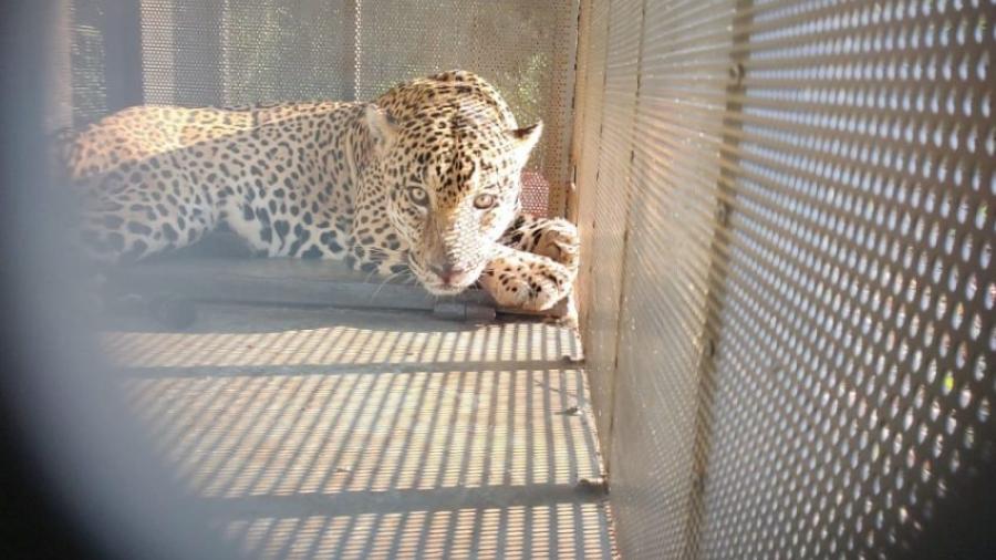 Rescata y libera Comisión de Parques ejemplar de jaguar