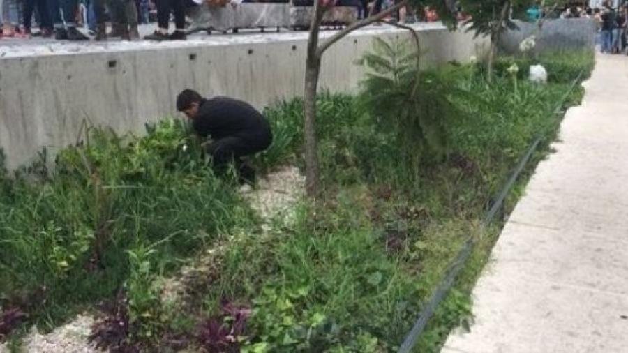 Encuentran presunta marihuana sembrada en el Monumento a la Madre