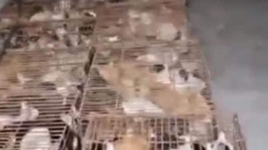 Activistas rescatan a gatos que serían vendidos a restaurantes