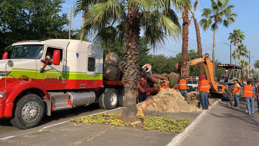 Instalan Nuevas Palmeras en el Bulevar López Mateos