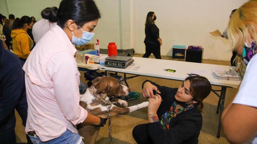 Realizan por primera vez en Reynosa Brigada a favor de m&aacute;s de 550 mascotas 