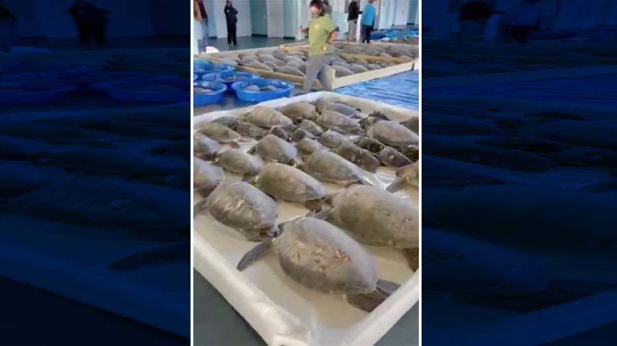 Rescatan a más de mil 700 tortugas marinas en la Isla del Padre Sur
