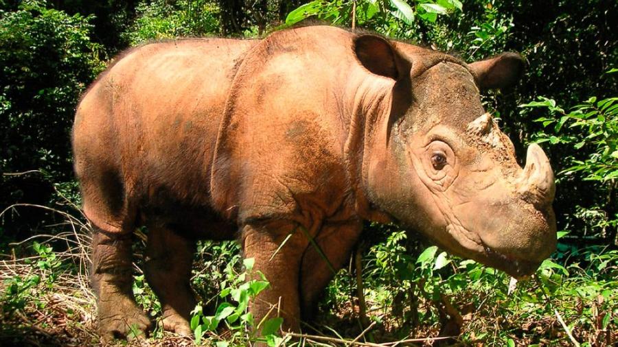 Muere el último ejemplar de Rinoceronte de Sumatra en Malasia