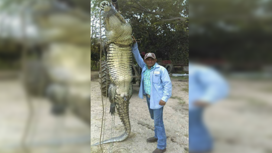 Capturan a cocodrilo que devoró a un pescador 