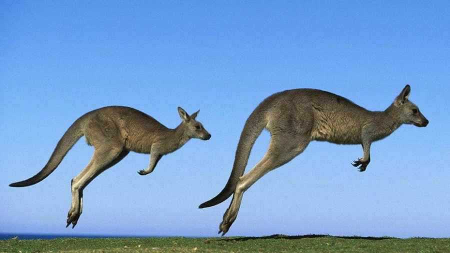 Australia autoriza disparar contra canguros