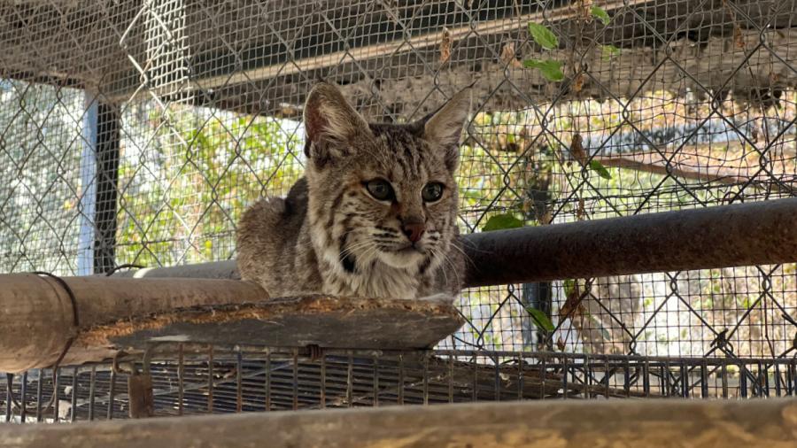 Resguarda Zoológico Tamatán a una osezna, un lince y un ocelote