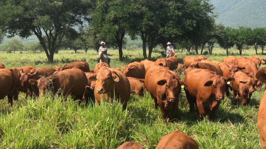 Apuesta Tamaulipas a la ganadería con inversión millonaria