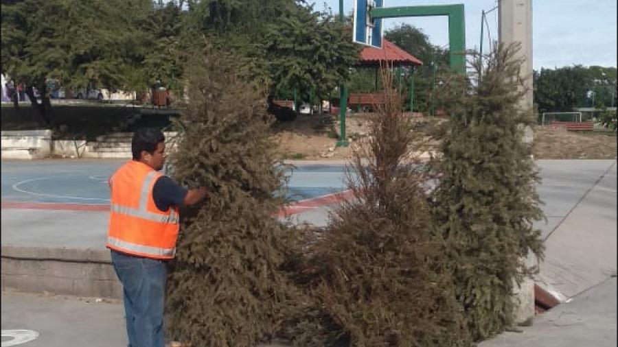 Instalan centros de acopio para pinos navideños en Tampico