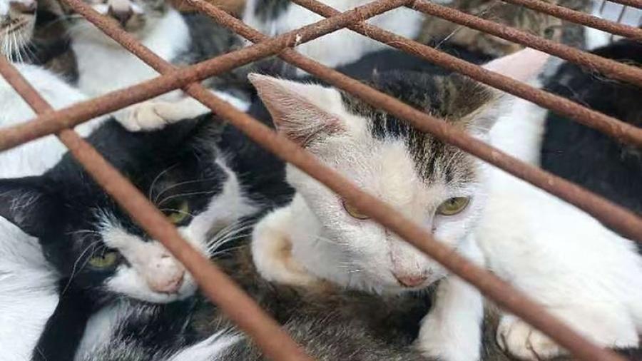 En China, rescatan a 150 gatos capturados para consumo humano