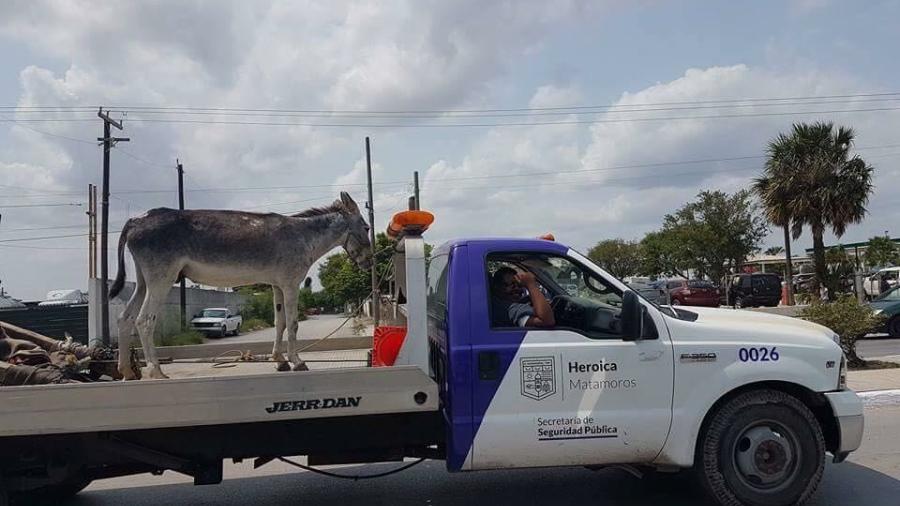 Autoridades remiten a barandilla a un burro 