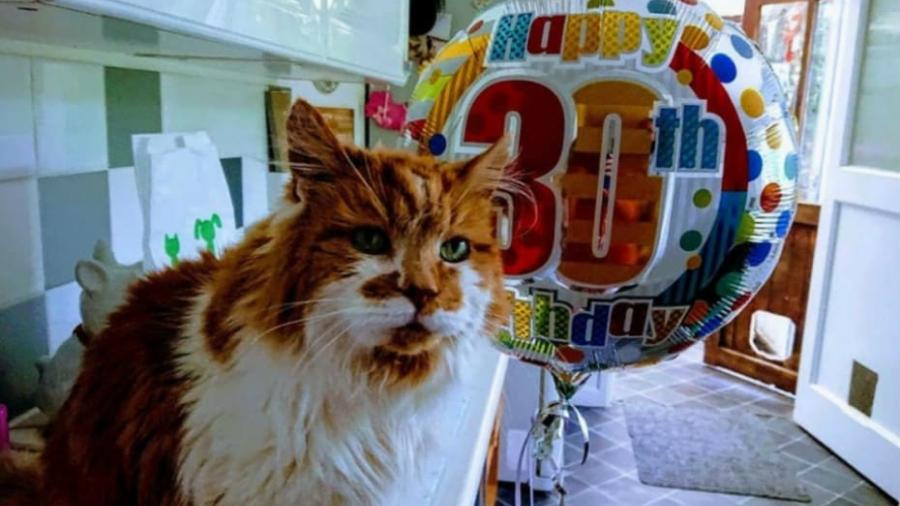 Este gatito cumplió ¡30 años!