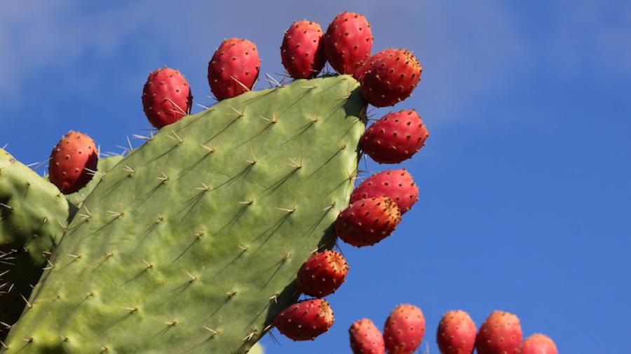 Alertan sobre intenci&oacute;n de China de patentar producci&oacute;n de nopal