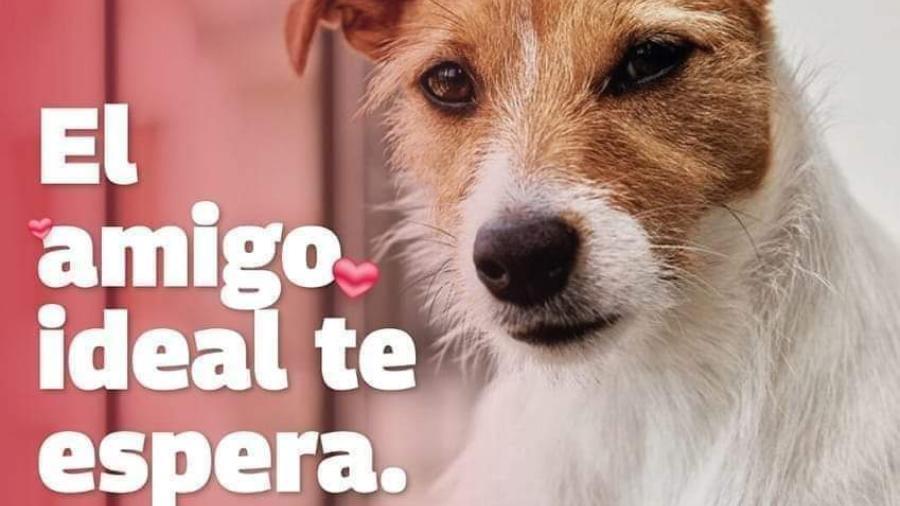 Promueve Alcalde Carlos Peña Ortiz la adopción de mascotas