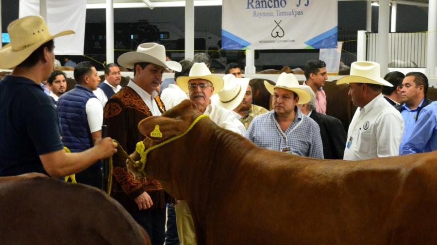 Presentan Primera Muestra Nacional de Beefmaster en Feria Tamaulipas 2017