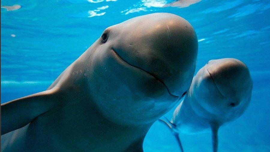 México, incapaz de proteger a Vaquita Marina en peligro de extinción: Greenpeace