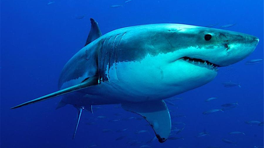 Surfista sobrevive ataque de tiburón en EU
