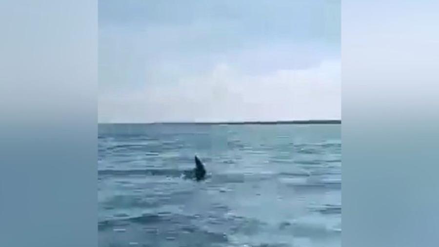 Tiburón asusta a familia mientras paseaban en lancha