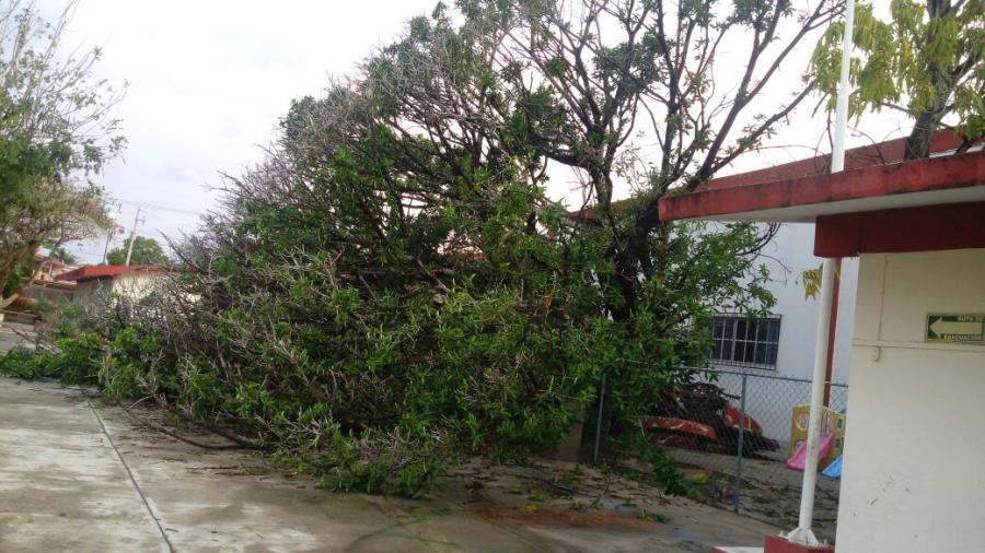 Cae árbol en patio de jardín de niños