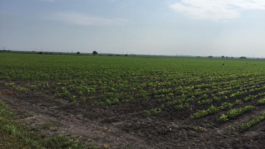 Siembra de algodón genera inquietud por plagas que afecten la soya