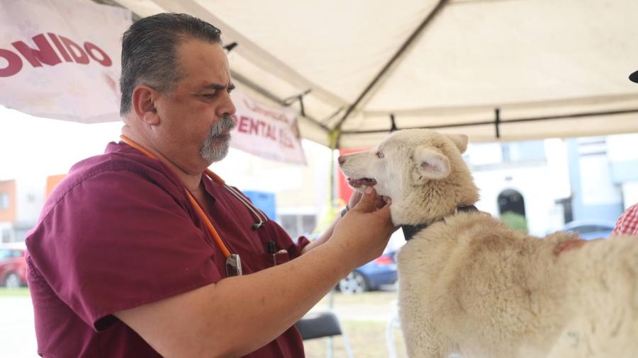 Nuevo Laredo ejemplo en brindar vida digno a caninos y felinos rescatados 