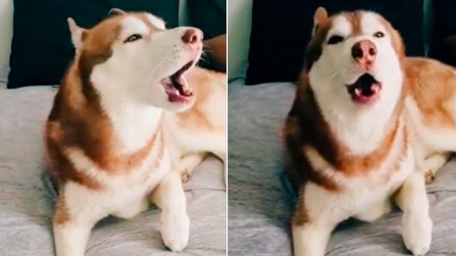 Perro imita el sonido de la alerta sísmica