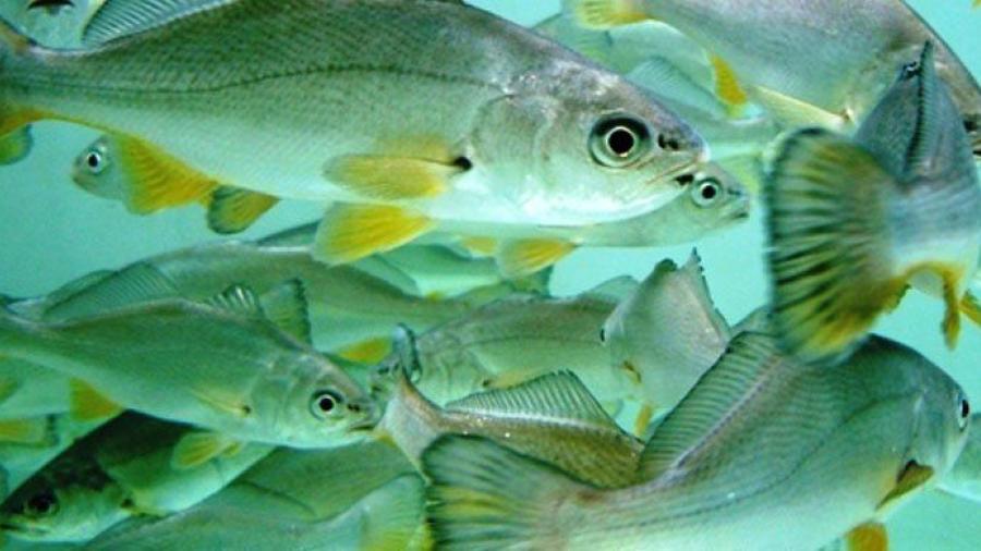 Mamíferos pueden quedar sordos por llamada de apareamiento de pez mexicano