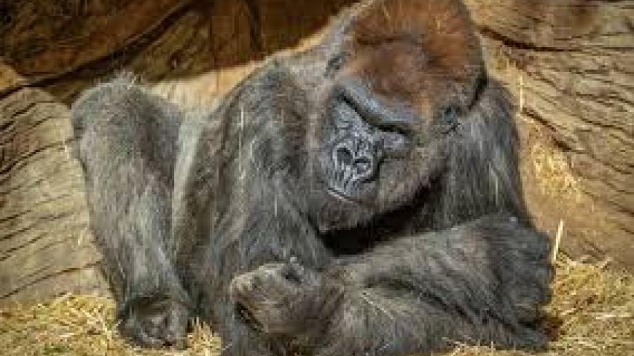 Dos gorilas dieron positivo a Covid-19 en el zoo de San Diego