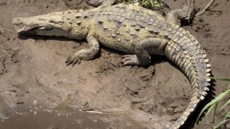 En lo que va del periodo vacacional de verano se han capturado 17 cocodrilos 