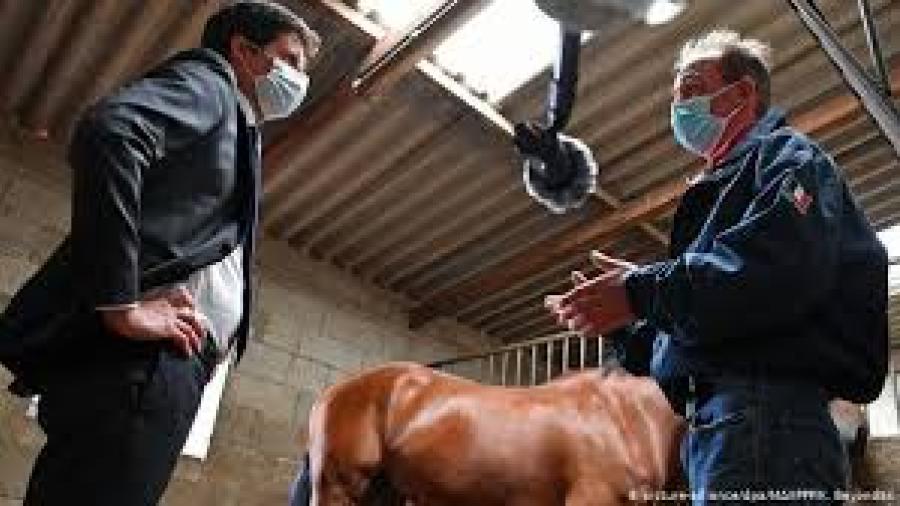 Conmoción en Francia ante mutilaciones de caballos