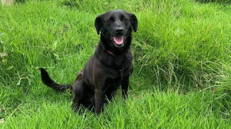 Ordenan desalojo de refugio animal para construir departamentos en CDMX