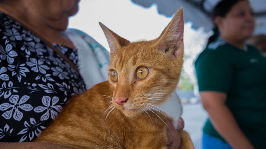 Activan autoridades estatales y municipales Semana Nacional de Vacunación Antirrábica Canina y Felina 