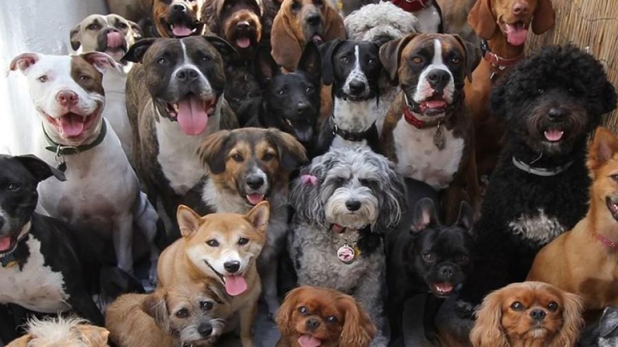 Asignan defensa legal a mascotas maltratadas