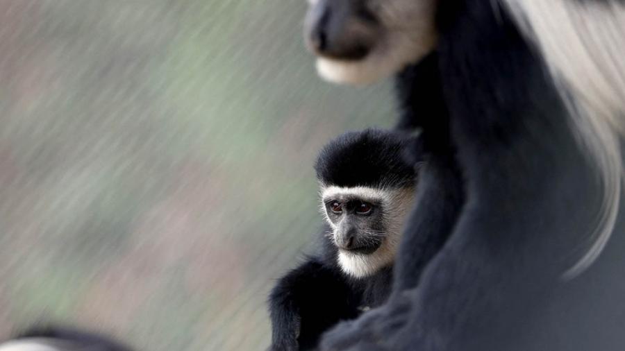 OMS lamenta ataques contra simios por temor a la viruela 