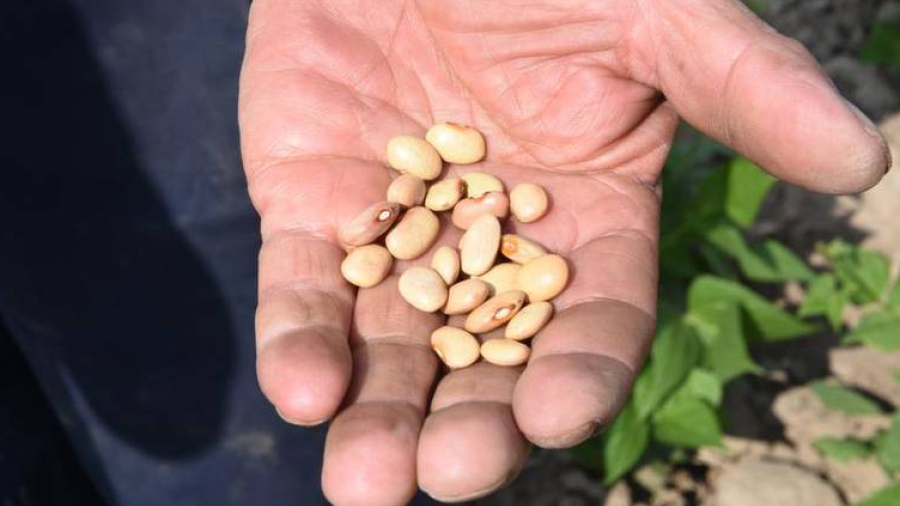 Ya logramos autosuficiencia en frijol, nos falta en arroz, cárnicos y trigo: AMLO 