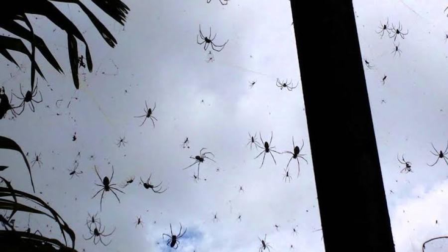 Arañas invaden las casas en Indonesia