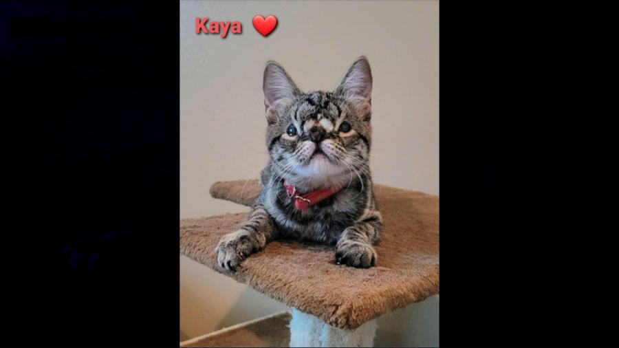 Ya fue adoptada Kaya, la gatita de 6 meses y que nació con una anomalía facial