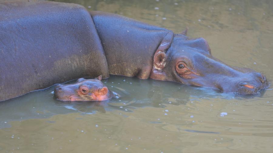 Nace en el Zoológico de Nuevo Laredo cría de hipopótamo