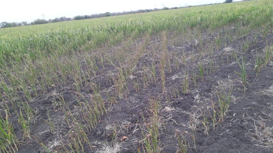 Realizan evaluación en el campo, de daños causados por la sequía