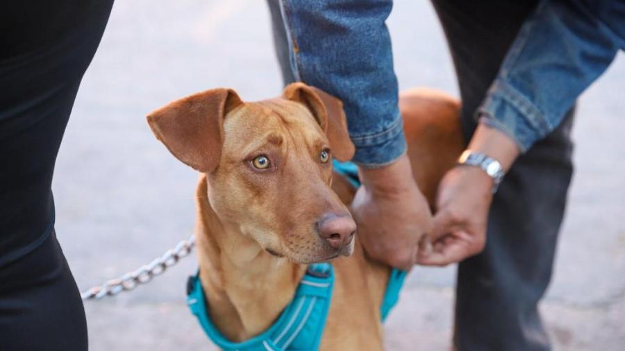 Llevan a cabo 198 servicios en la brigada de salud animal, en la colonia La Fe