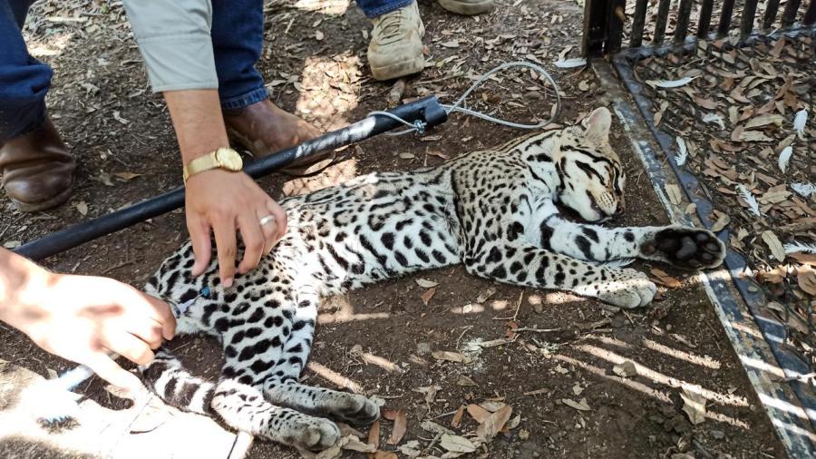 Realiza la UAT un estudio para la protección del ocelote en Tamaulipas